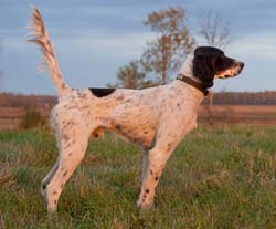 litters_houstons_blackjack_250pix