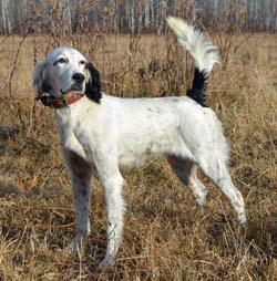 litters_northwoods_chablis_250pix