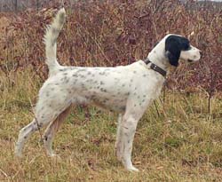 litters_northwoods_highclass_kate_250_pix