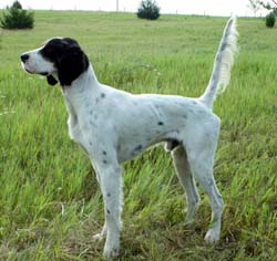 CH Ridge Creek Cody