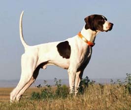 puppies_for_sale_elhew_g_force
