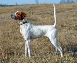 puppies_for_sale_northwoods_vixen