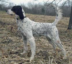 litters_houstons_belles_choice_250