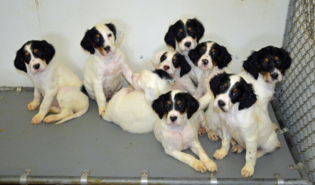 blog chardonnay litter 7 weeks