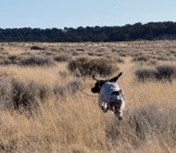 blog izzie breakaway