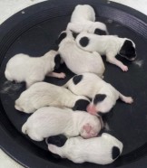 blog sally litter day 1