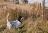 Northwoods Parmigiano shows lofty style and precise bird location on point along a fence row.