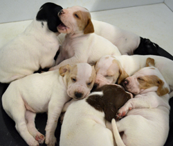sidebar vix pups group