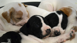 sidebar vixen pups closeup