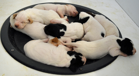 The nine puppies out of CH Elhew G Force x Northwoods Vixen at 10 days of age spend their time sleeping or nursing.