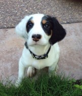Chuck Brandes is a friend of Cody’s owner Larry Brutger. In lieu of a stud fee, Larry wanted first pick and offered it to Chuck. He chose a darling, feisty puppy (who also happened to be my favorite) and named her Piper.