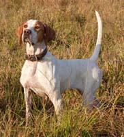 Northwoods Bird Dogs: English Setter & Pointer Puppies For Sale