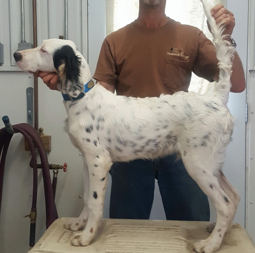 Northwoods Bird Dogs: English Setter & Pointers For Sale