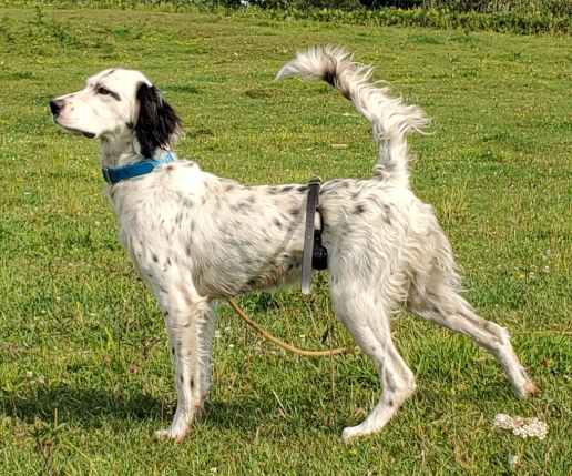 Northwoods Bird Dogs: English Setter & Pointers For Sale