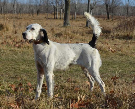 Northwoods Bird Dogs: English Setter & Pointer Puppies for Sale