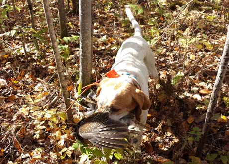 Northwoods Prancer retrieves a grouse so gently that its gorgeous wing feathers are untouched.
