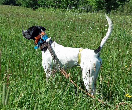 Scott Berry’s pointer Dagny exhibits excellent staunchness during a training session in June.