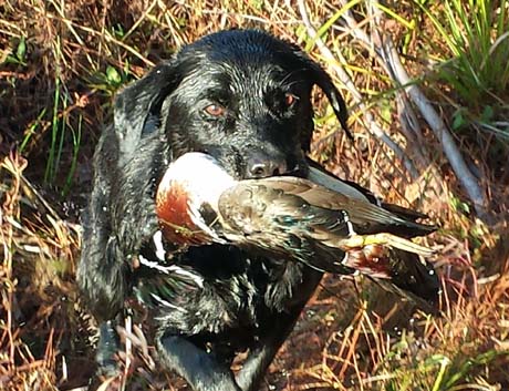 May clambers on shore with her retrieve of a colorful drake wood duck.