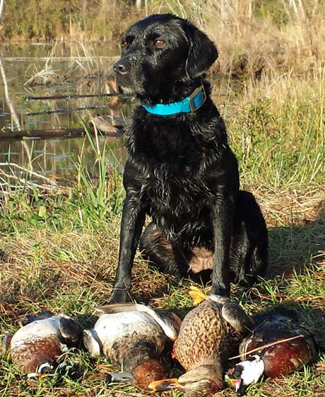 May, our 10-year-old Labrador, poses with part of her retrieved stash of ducks.