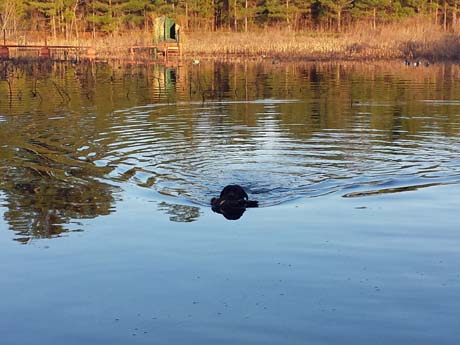 In the gathering light, May swims in with an easy retrieve of a floating duck. An elevated duck blind on the far shore is connected to land by a walkway.