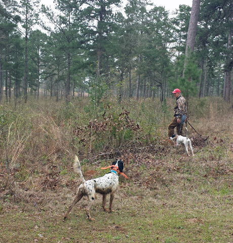 Roger King, dog trainer at Pine Fair, flushes for his pointer during a training session.