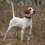 Northwoods Bird Dogs | » Current Generation Females