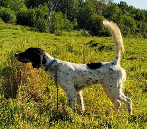 Northwoods Bird Dogs: English Setter & Pointers for Sale