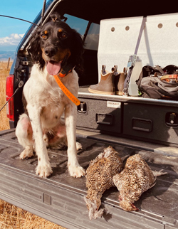 Northwoods Bird Dogs Just Released Three Fine Dogs For Sale